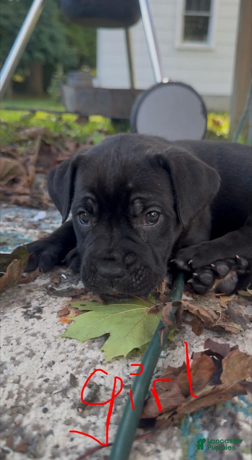 Cane Corso dogs Cane Corso 1 - Ad 23