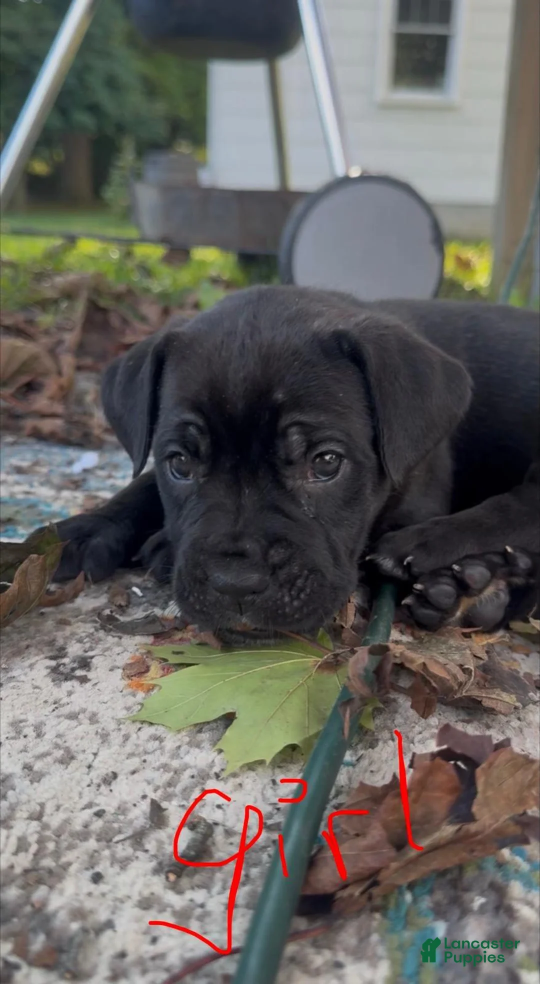 Cane Corso dogs for sale: Cane Corso 1 - Ad 1