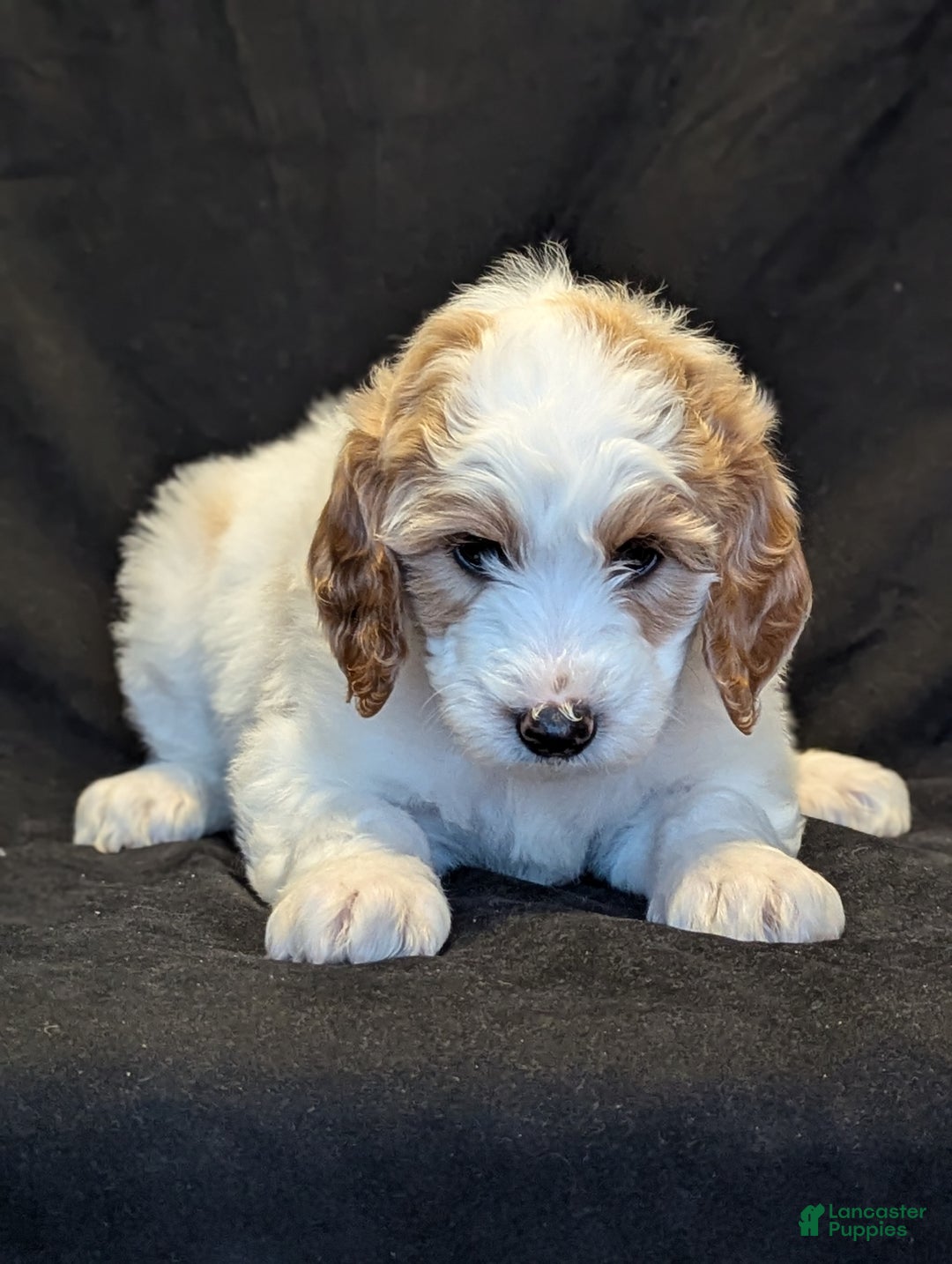 Goldendoodle dogs for sale: Lucky  - Ad 2