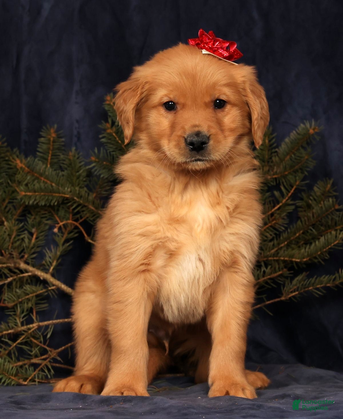 Golden Retriever dogs Dash - Ad 10