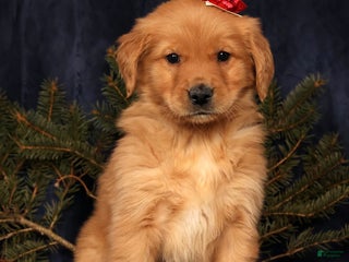 Golden Retriever dogs Dash - Ad 10