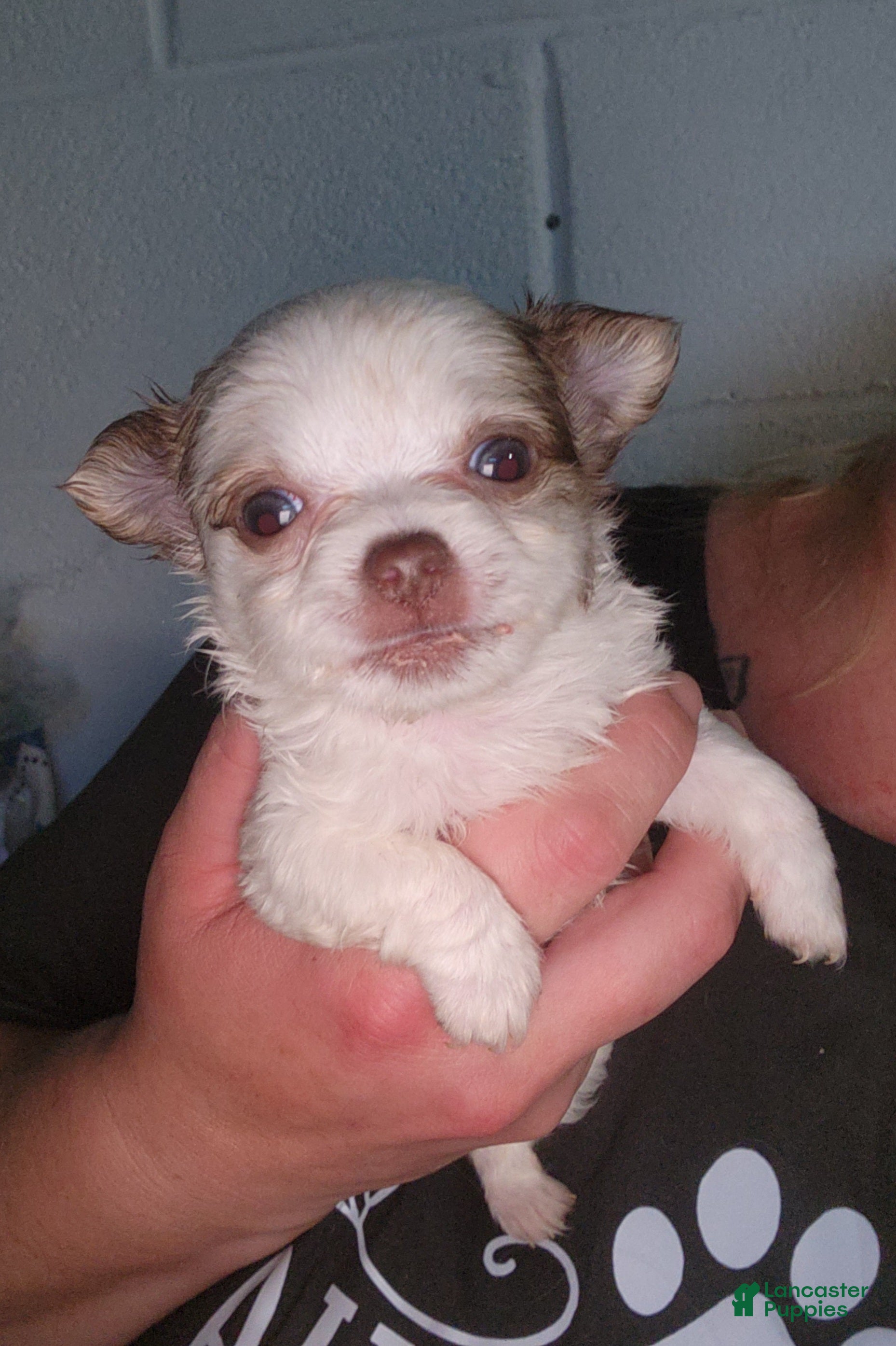 Chihuahua dogs Cashew - Ad 22