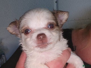 Chihuahua dogs Cashew - Ad 26