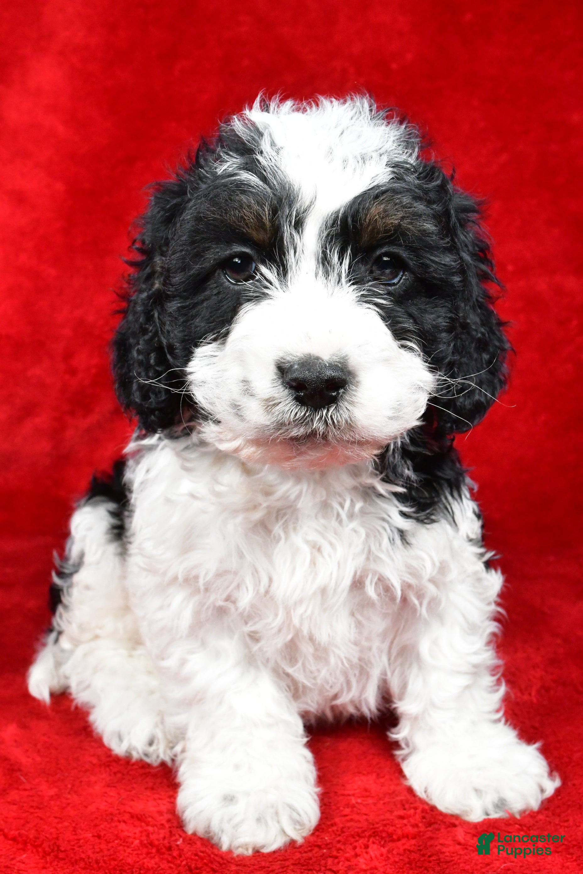 Cockapoo dogs Garrett - Ad 14