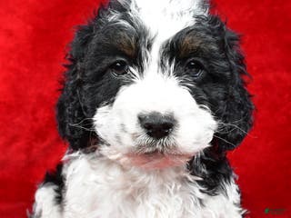 Cockapoo dogs Garrett - Ad 14