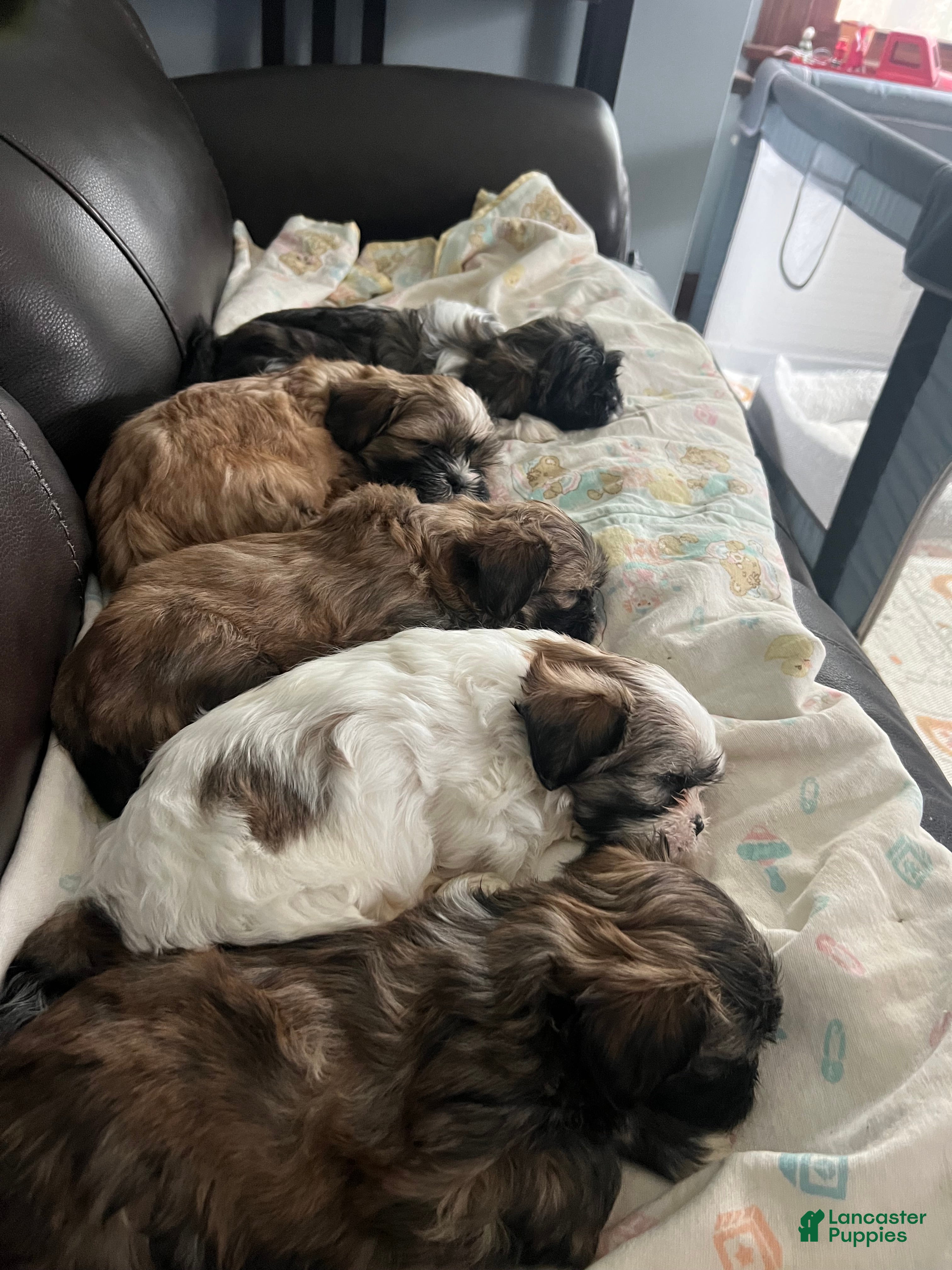 Shih Tzu dogs Shih Tzu Puppy 2 - Ad 8