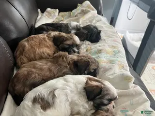 Shih Tzu dogs Shih Tzu Puppy 2 - Ad 8