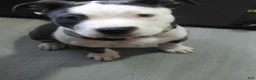 American Staffordshire Terrier dogs for sale: American Staffordshire Terrier 1 - Ad 5