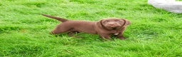Labrador Retriever dogs for sale: Joel  - Ad 6