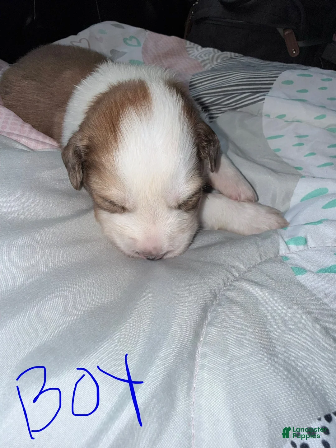 Mixed Breed dogs for sale: Mixed Breed 3 - Ad 2