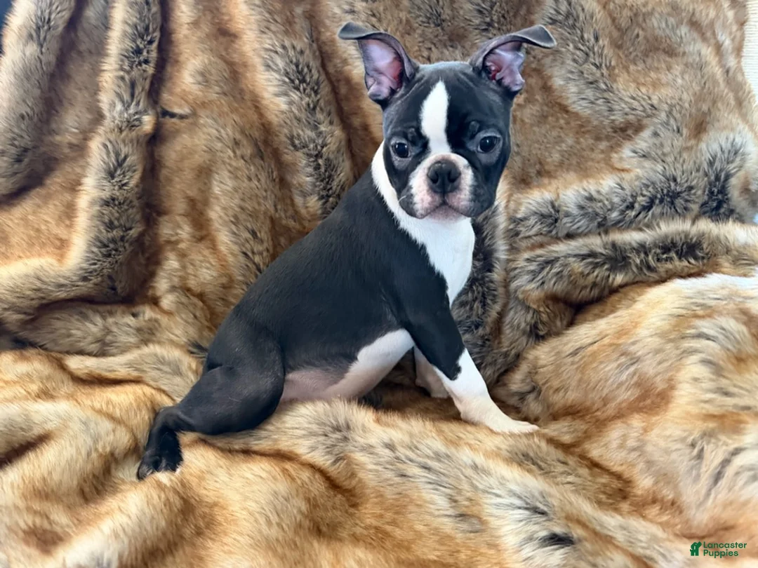 Boston Terrier dogs for sale: Boston Terrier Boy - Ad 2