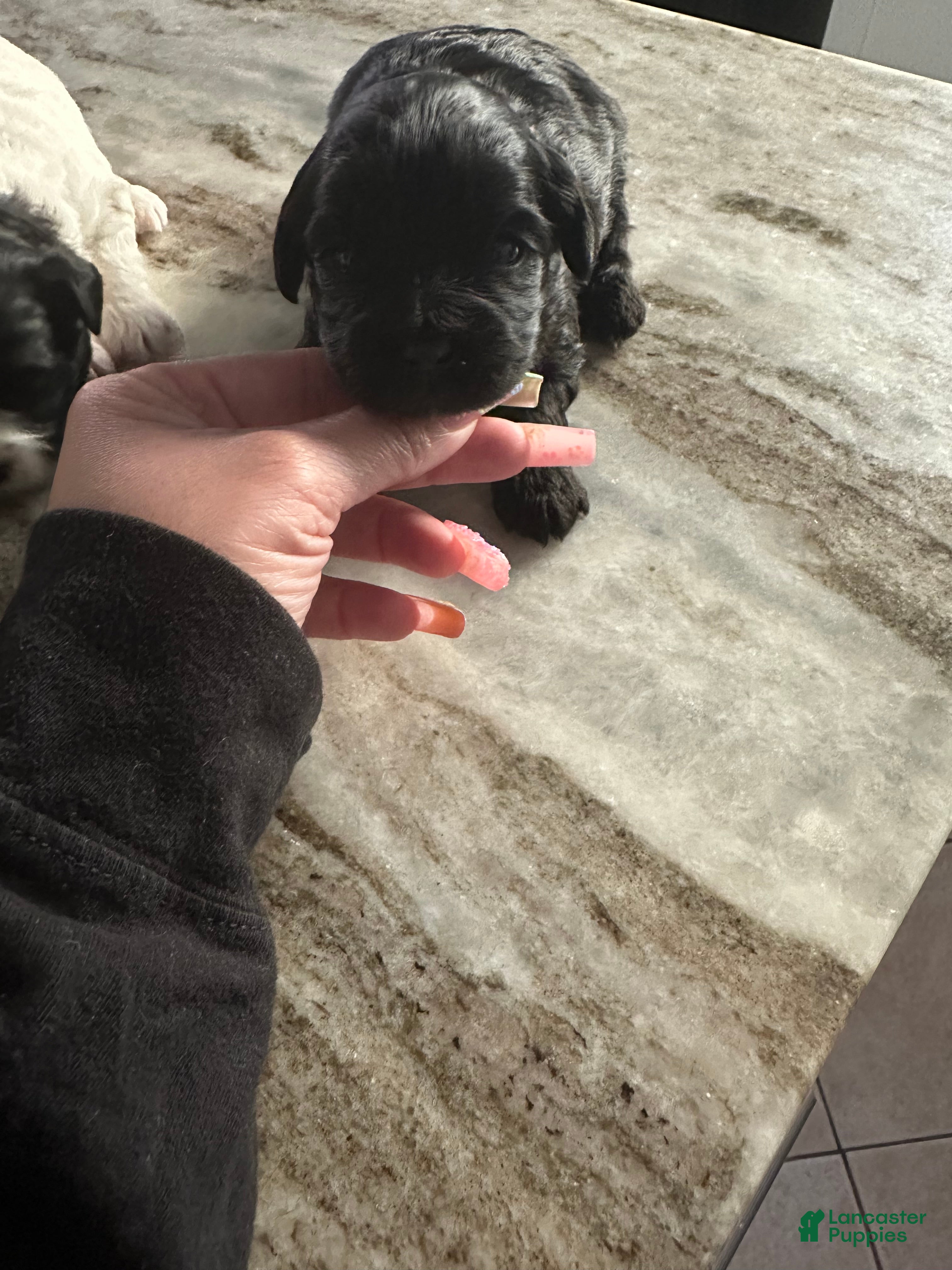 Mixed Breed dogs Mixed Breed Puppy 2 - Ad 21