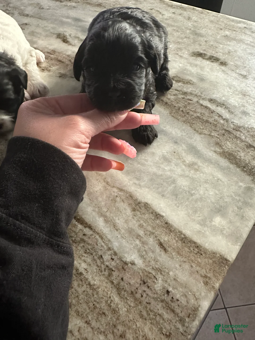 Mixed Breed dogs for sale: Mixed Breed Puppy 2 - Ad 1