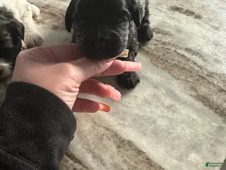 Mixed Breed dogs Mixed Breed Puppy 2 - Ad 21