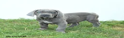 Cane Corso dogs for sale: Rookie - Ad 8
