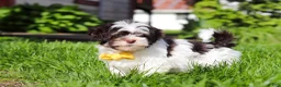 Havanese dogs for sale: Brady - Ad 4
