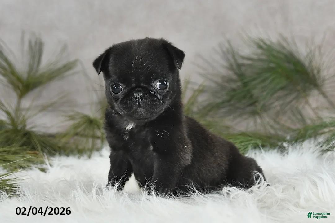 Pug dogs for sale: Dori - Ad 4