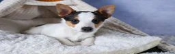 Toy Fox Terrier dogs for sale: Theo  - Ad 5