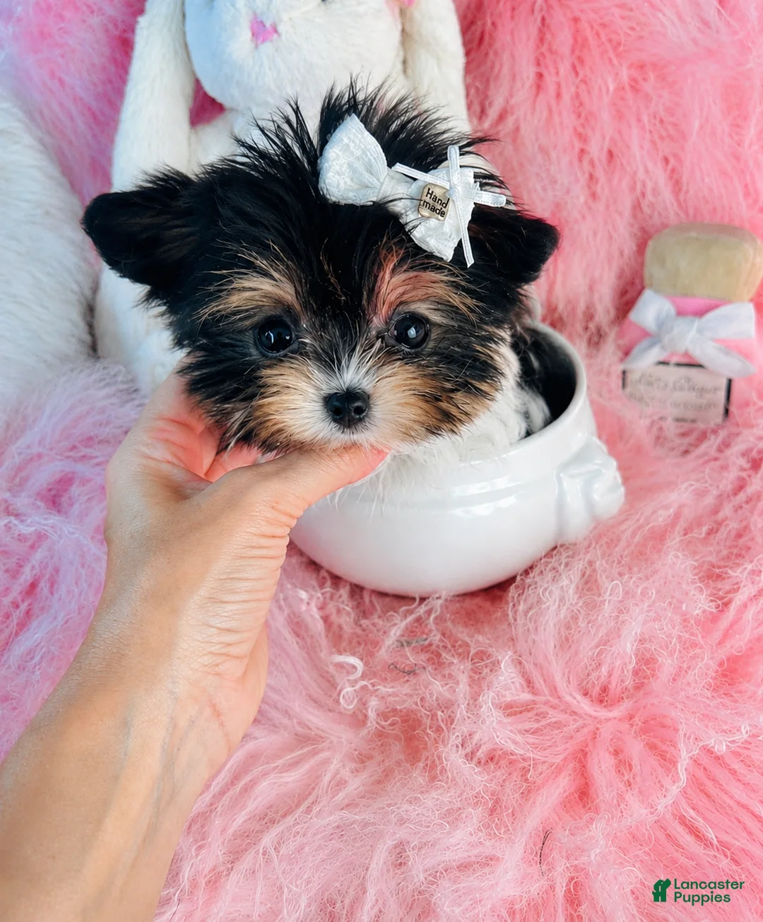 Yorkshire Terrier dogs for sale: Yorkshire Terrier 1 - Ad 1