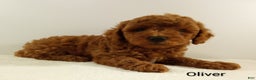 Toy Poodle dogs for sale: Oliver-AKC  - Ad 4