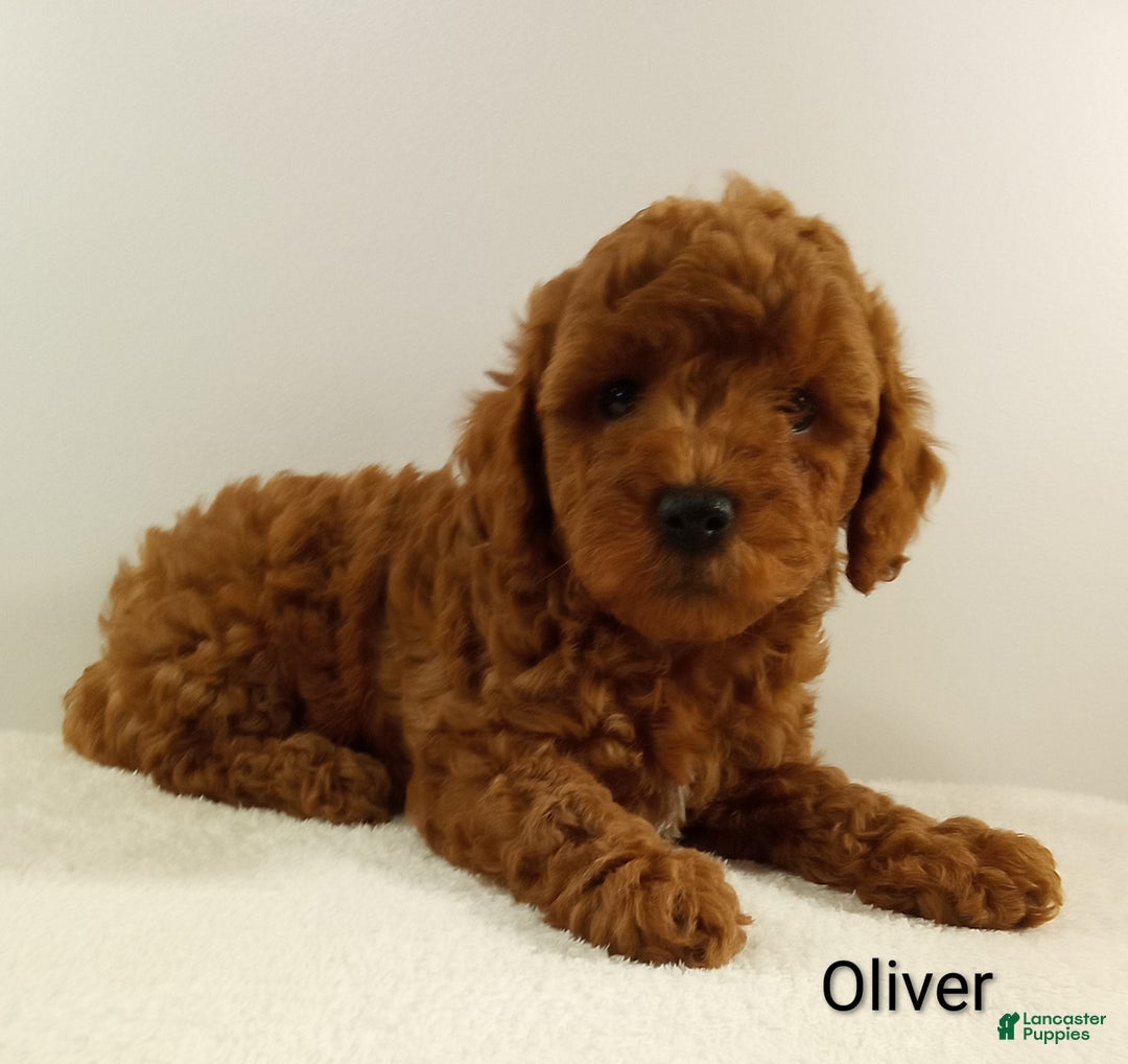 Toy Poodle dogs for sale: Oliver-AKC  - Ad 4