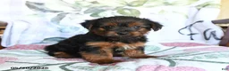 Yorkshire Terrier dogs for sale: Lacey - Ad 3