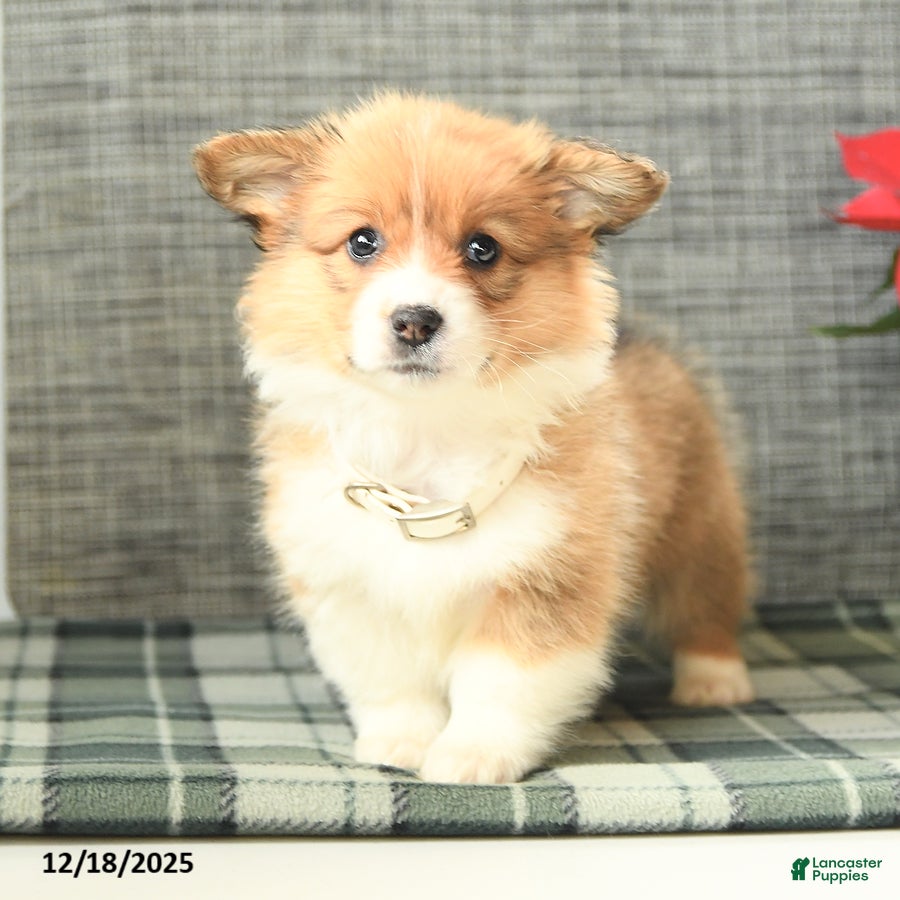 Welsh Corgi Pembroke dogs Fluffy Frost  - Ad 28