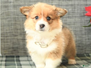 Welsh Corgi Pembroke dogs Fluffy Frost - Ad 28