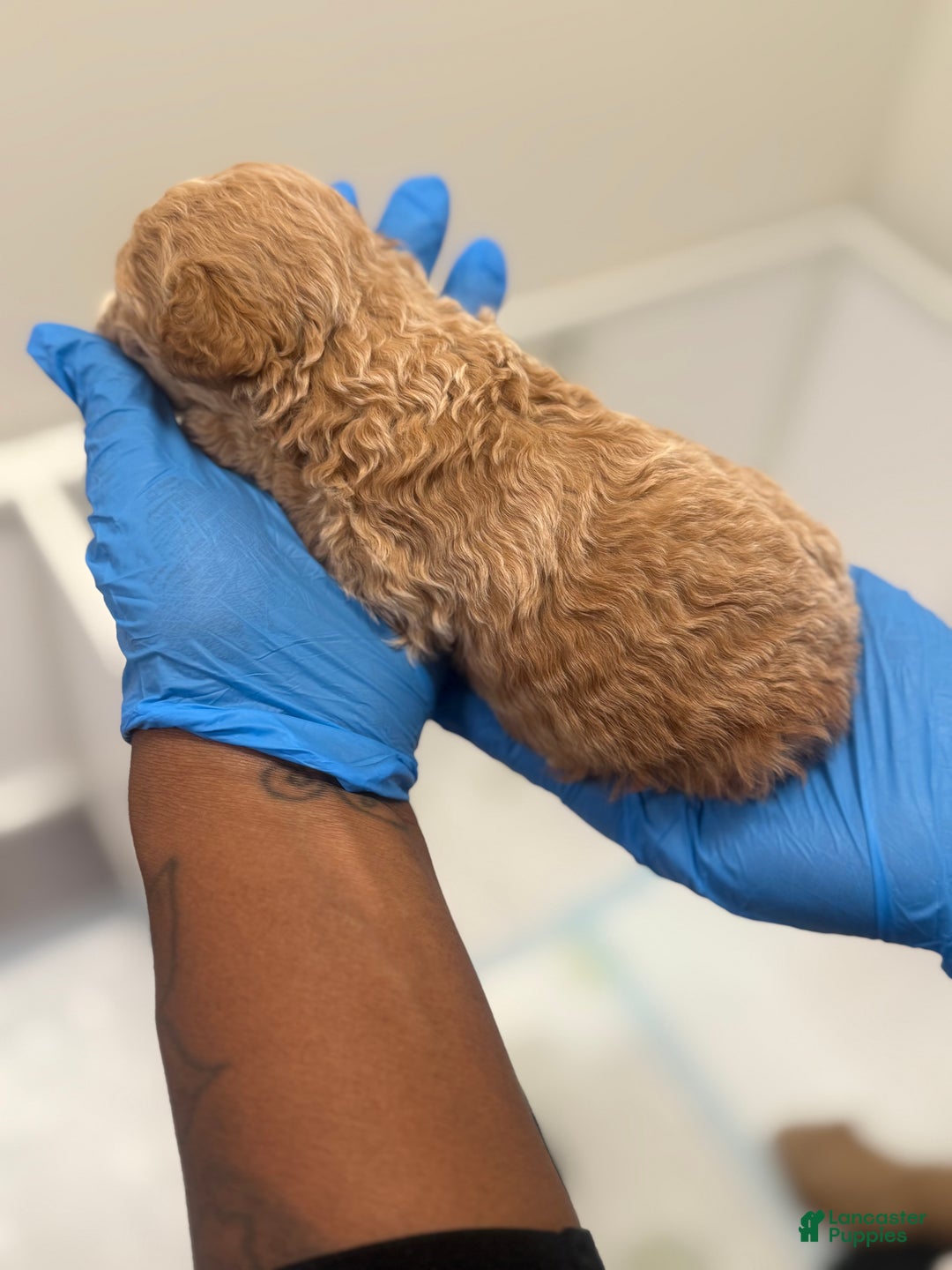 Mini Goldendoodle dogs for sale: Mini Goldendoodle ‘Caramel’  - Ad 3