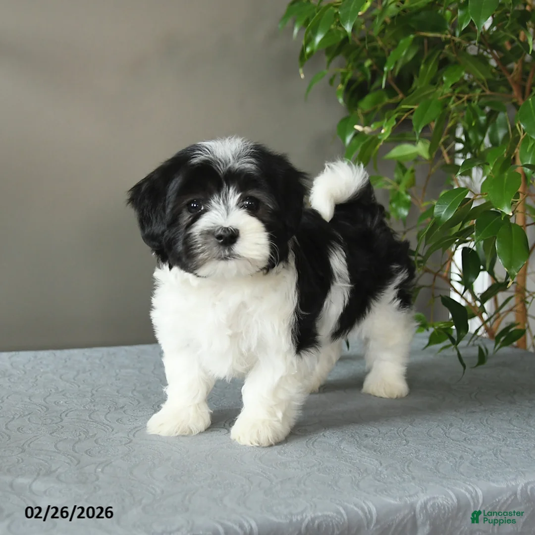 Mixed Breed dogs for sale: Silver - Ad 1