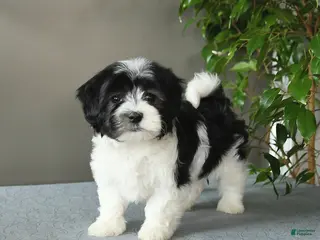 Mixed Breed dogs for sale: Silver - Ad 2