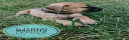 English Mastiff dogs for sale: Miss scamper  - Ad 4