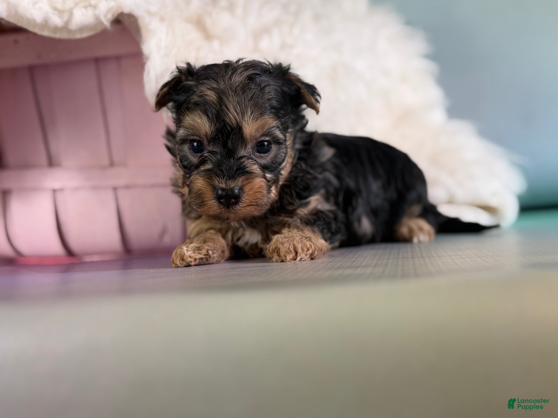 Maltipoo dogs for sale: Magoo - Ad 3