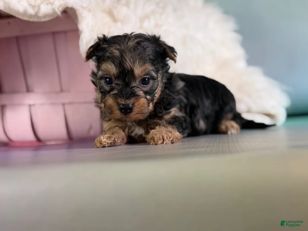 Maltipoo dogs for sale: Magoo - Ad 1