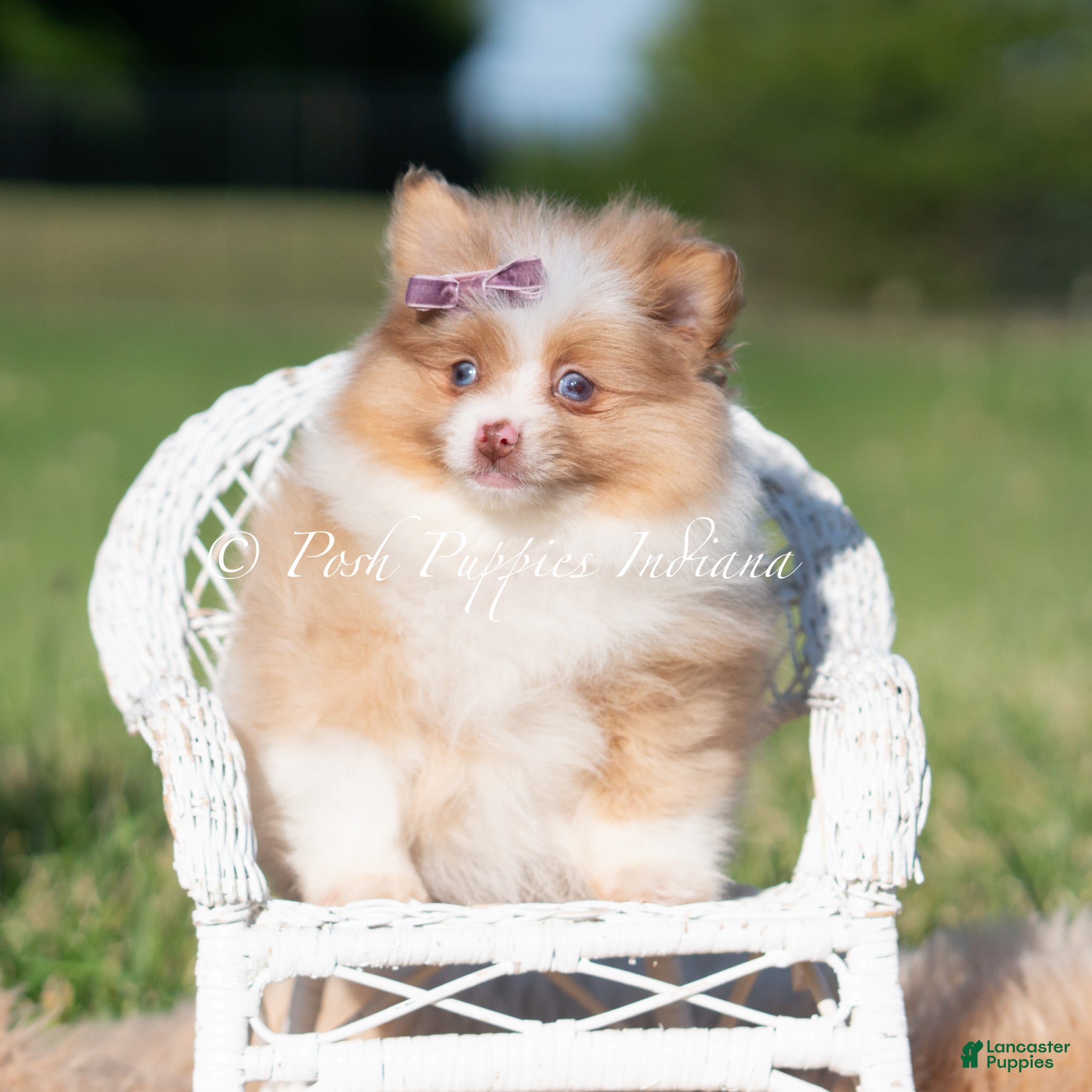Pomeranian dogs Margo AKC - Ad 31
