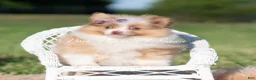 Pomeranian dogs for sale: Margo AKC - Ad 1