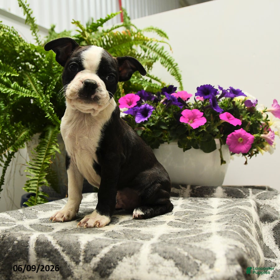 Boston Terrier dogs Nolan - Ad 1
