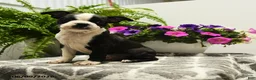 Boston Terrier dogs for sale: Nolan - Ad 1