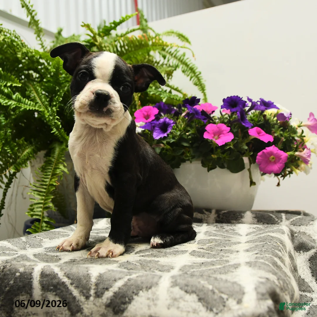Boston Terrier dogs for sale: Nolan - Ad 1