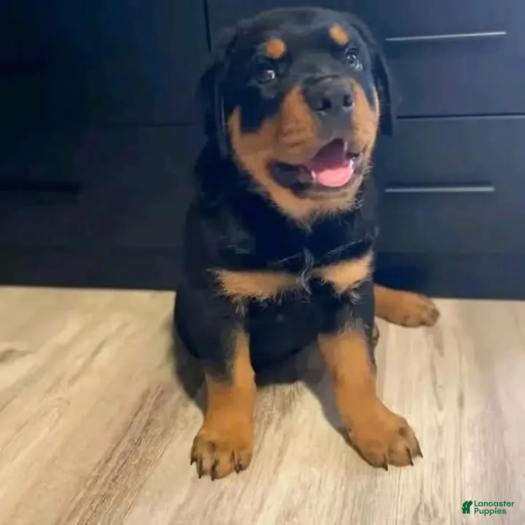 Rottweiler dogs for sale: Mimi - Ad 2