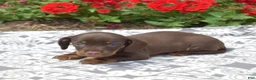 Miniature Dachshund dogs for sale: Star - Ad 4