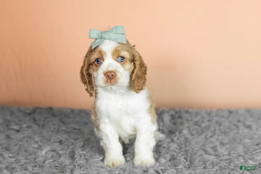Cocker Spaniel dogs for sale: Bella - Ad 4