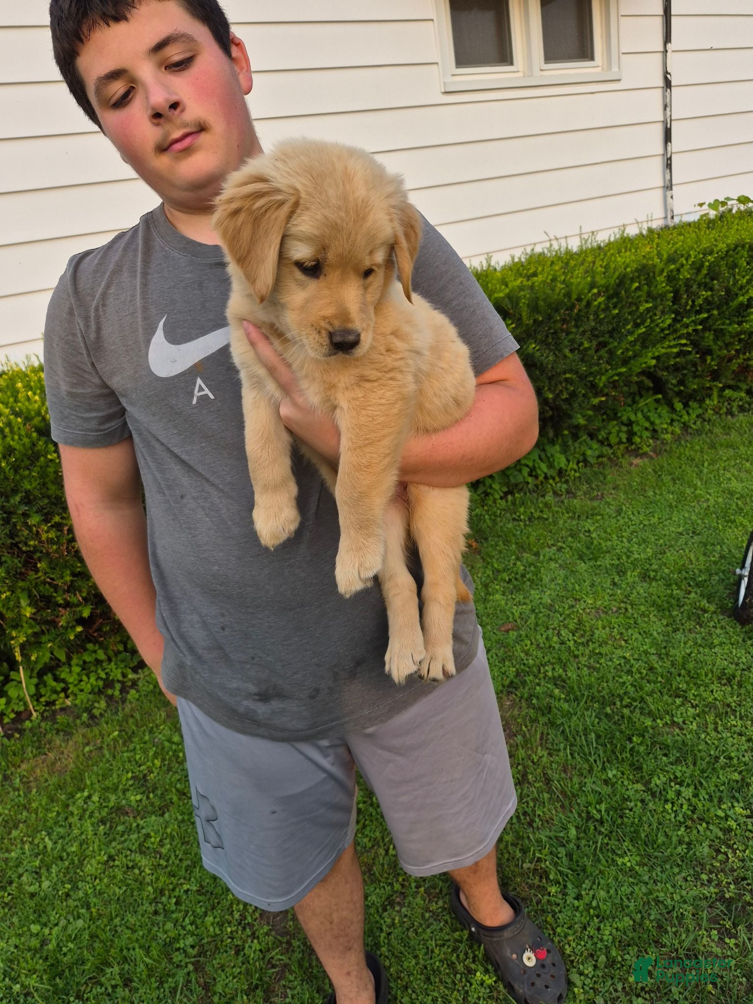 Golden Retriever dogs for sale: Golden Retriever 1 - Ad 1