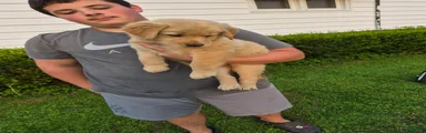 Golden Retriever 1