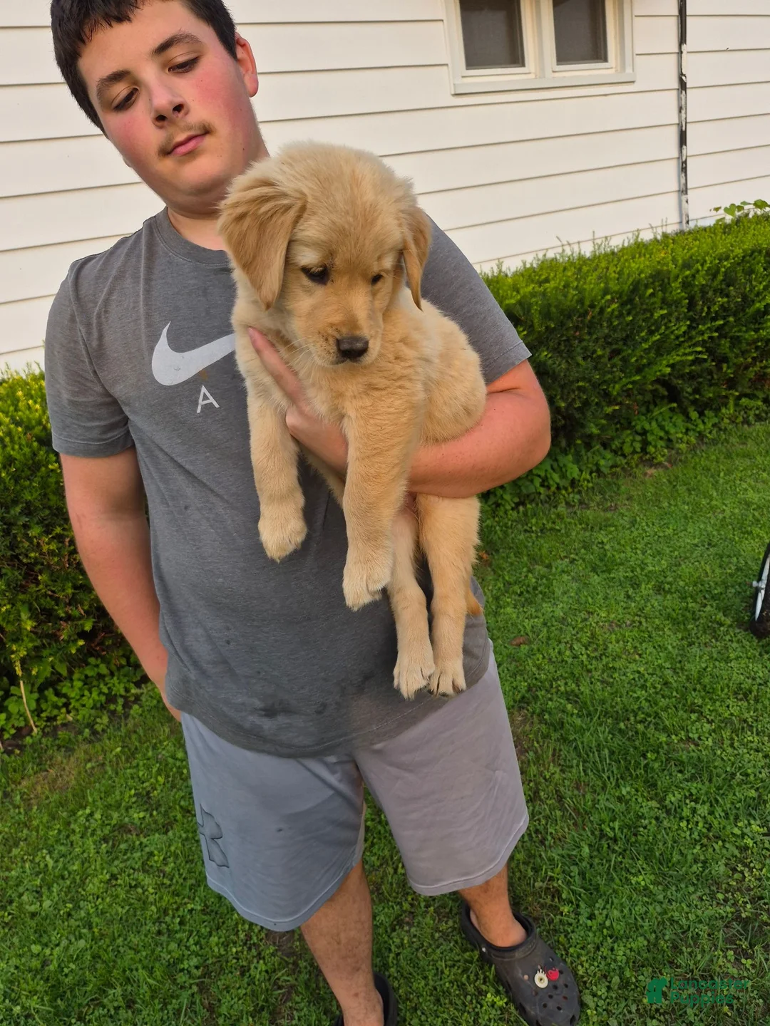 Golden Retriever dogs for sale: Golden Retriever 1 - Ad 1