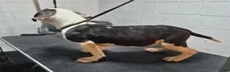 American Bully dogs for sale: American Bully Puppy Boss Hog - Ad 2