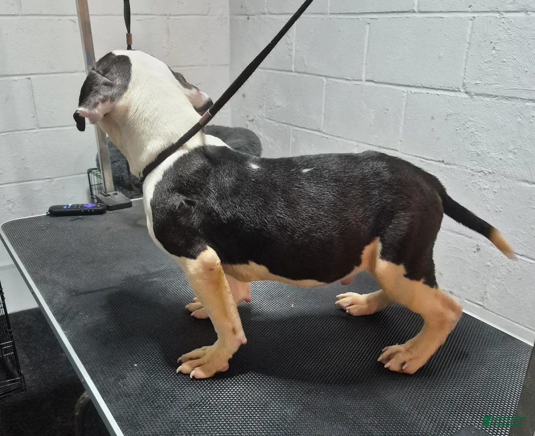 American Bully dogs for sale: American Bully Puppy Boss Hog - Ad 2