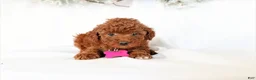 Miniature Poodle dogs for sale: Luna - Ad 2