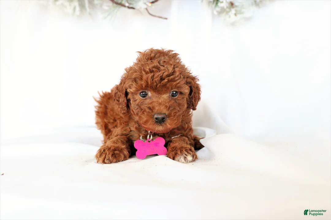 Miniature Poodle dogs for sale: Luna - Ad 2