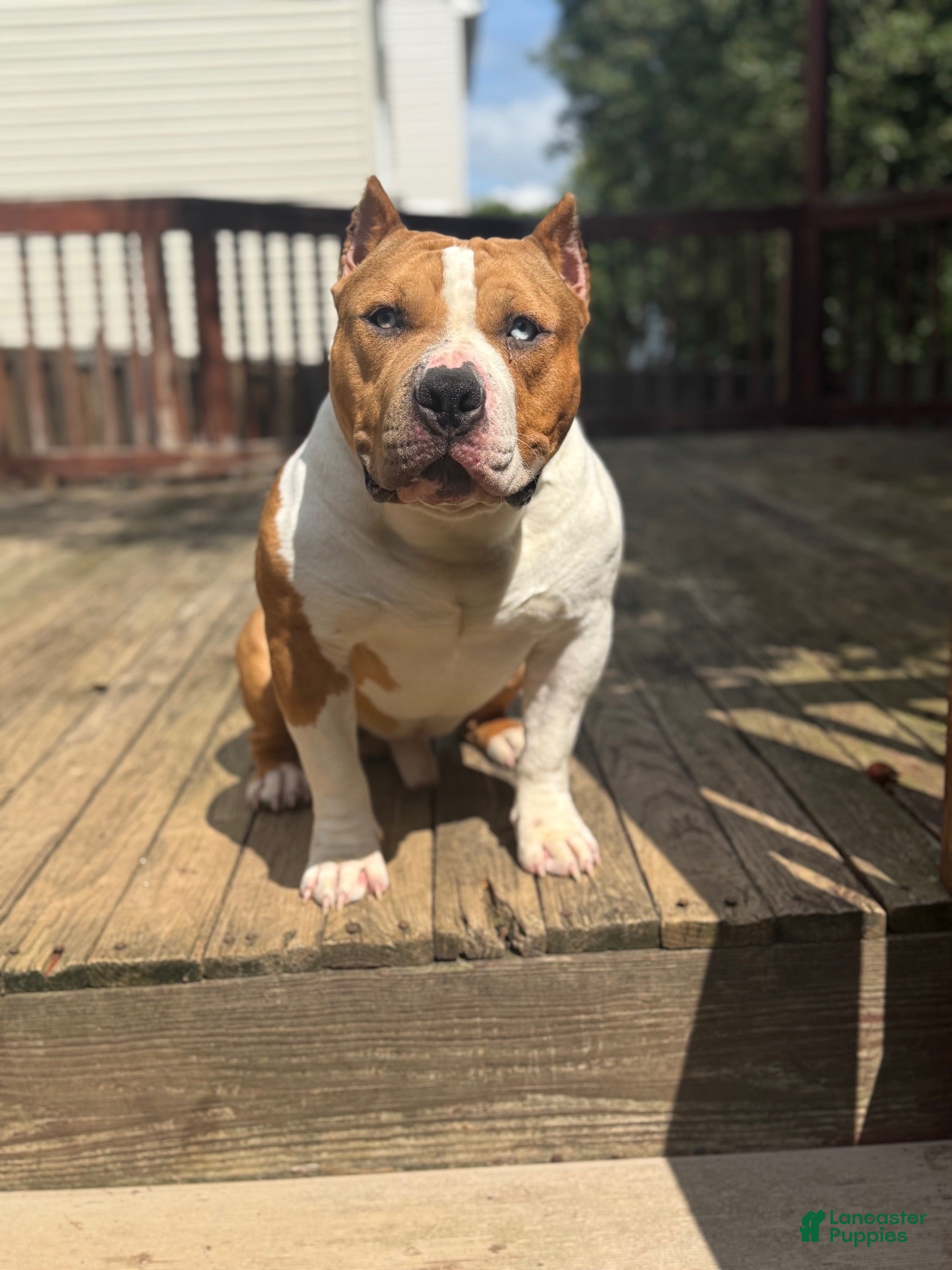 American Bully dogs Champ - Ad 1